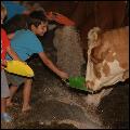 7. Füttern und Melken der Kühe